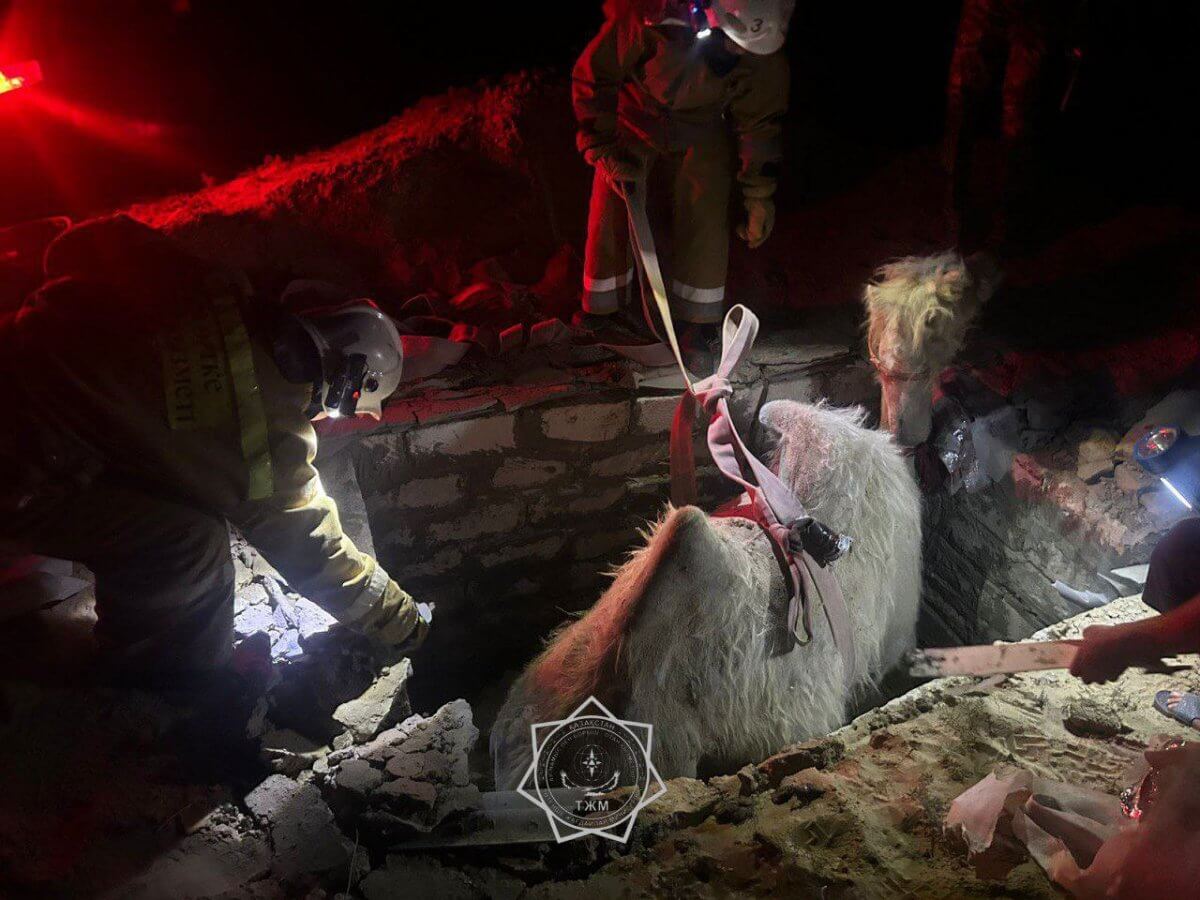 Верблюд упал в септик в Кызылординской области