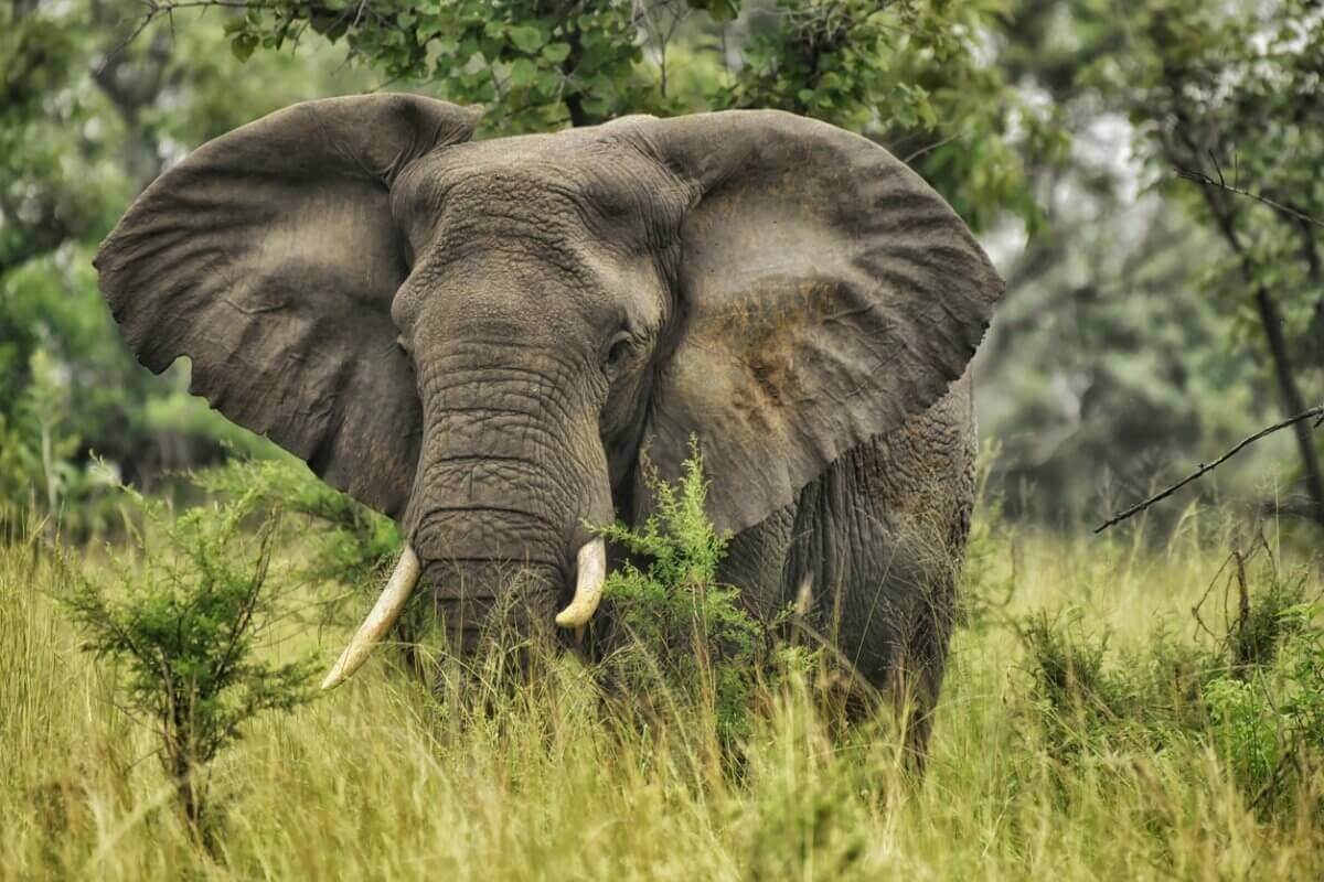 Слон ограбил магазин и съел крекеры в Таиланде