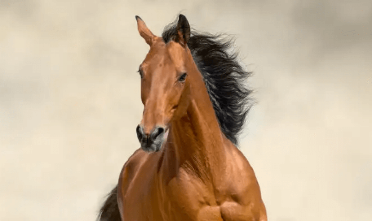 Доставка жеребца в Казахстан сорвалась из-за происшествия в Праге