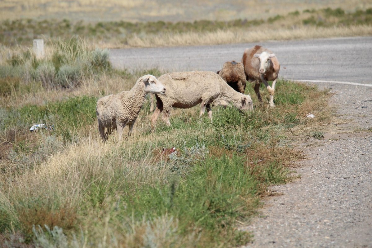 Места для жертвоприношения на Курбан айт определили в Алматы