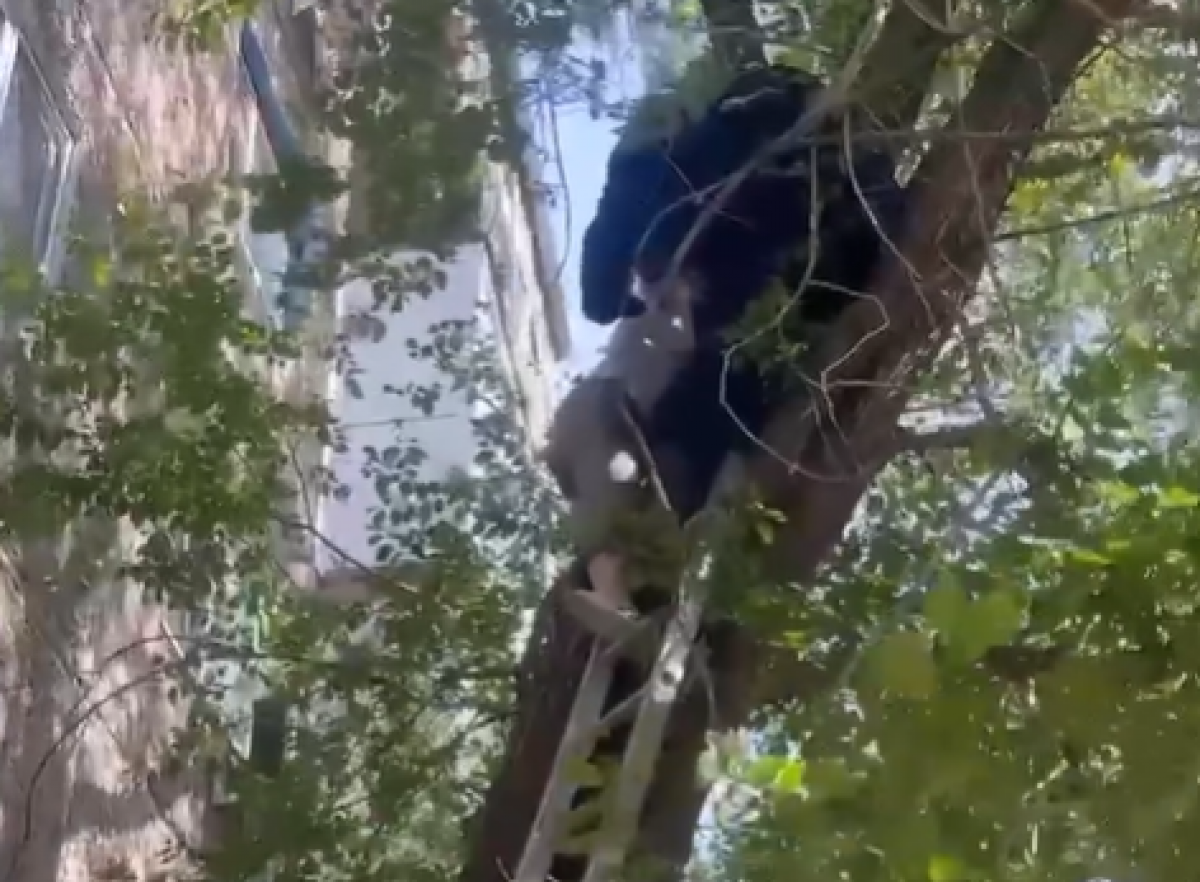 Девушка застряла на дереве на высоте третьего этажа в Экибастузе