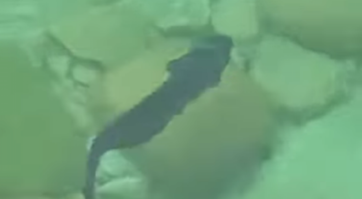 Необычную рыбу сняли на видео в Каспийском море в Актау