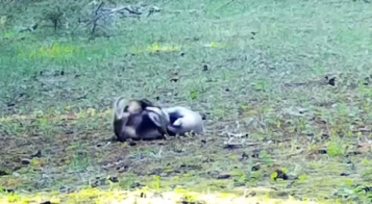 Алматинские барсуки развеселили Казнет