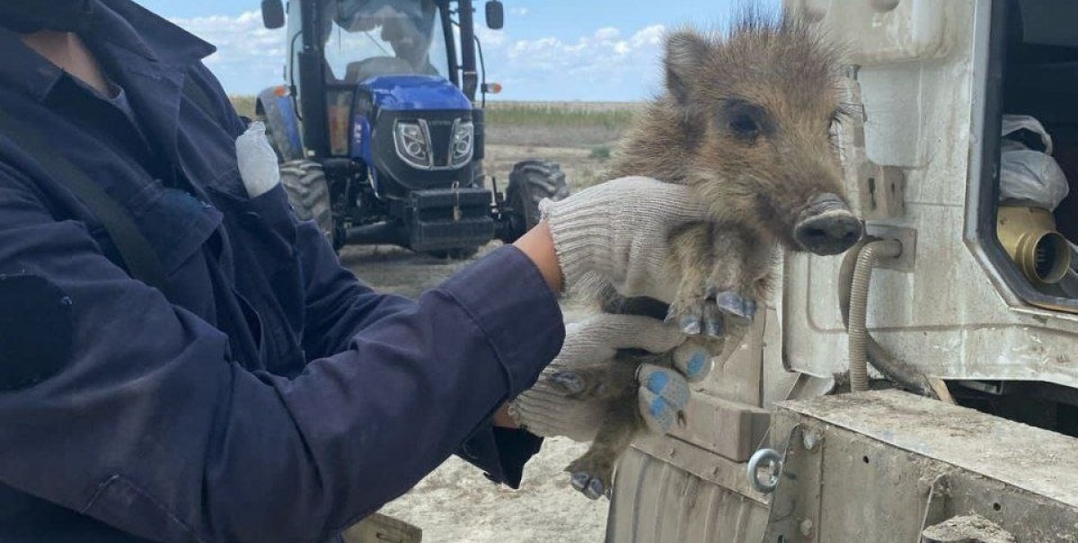 Детеныша кабана спасли из огня в Атырау
