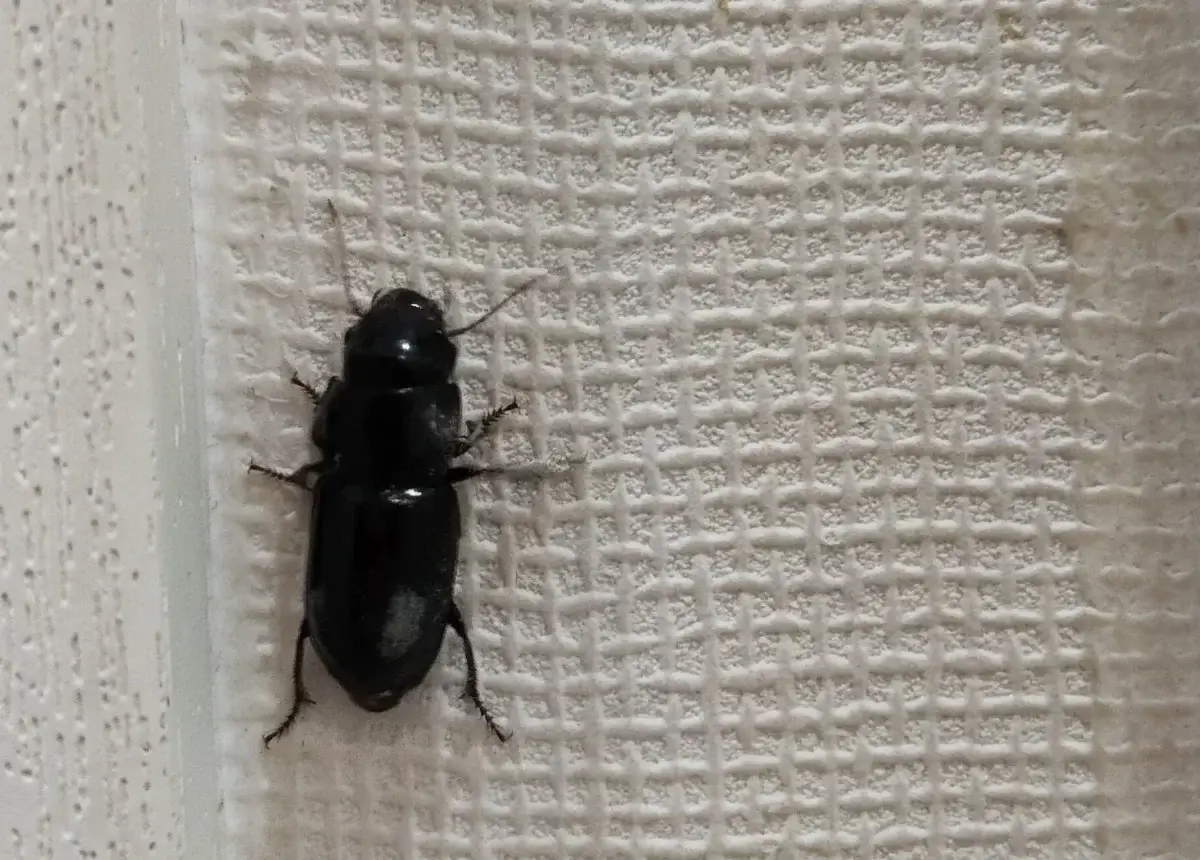 Жители Актау жалуются на нашествие насекомых