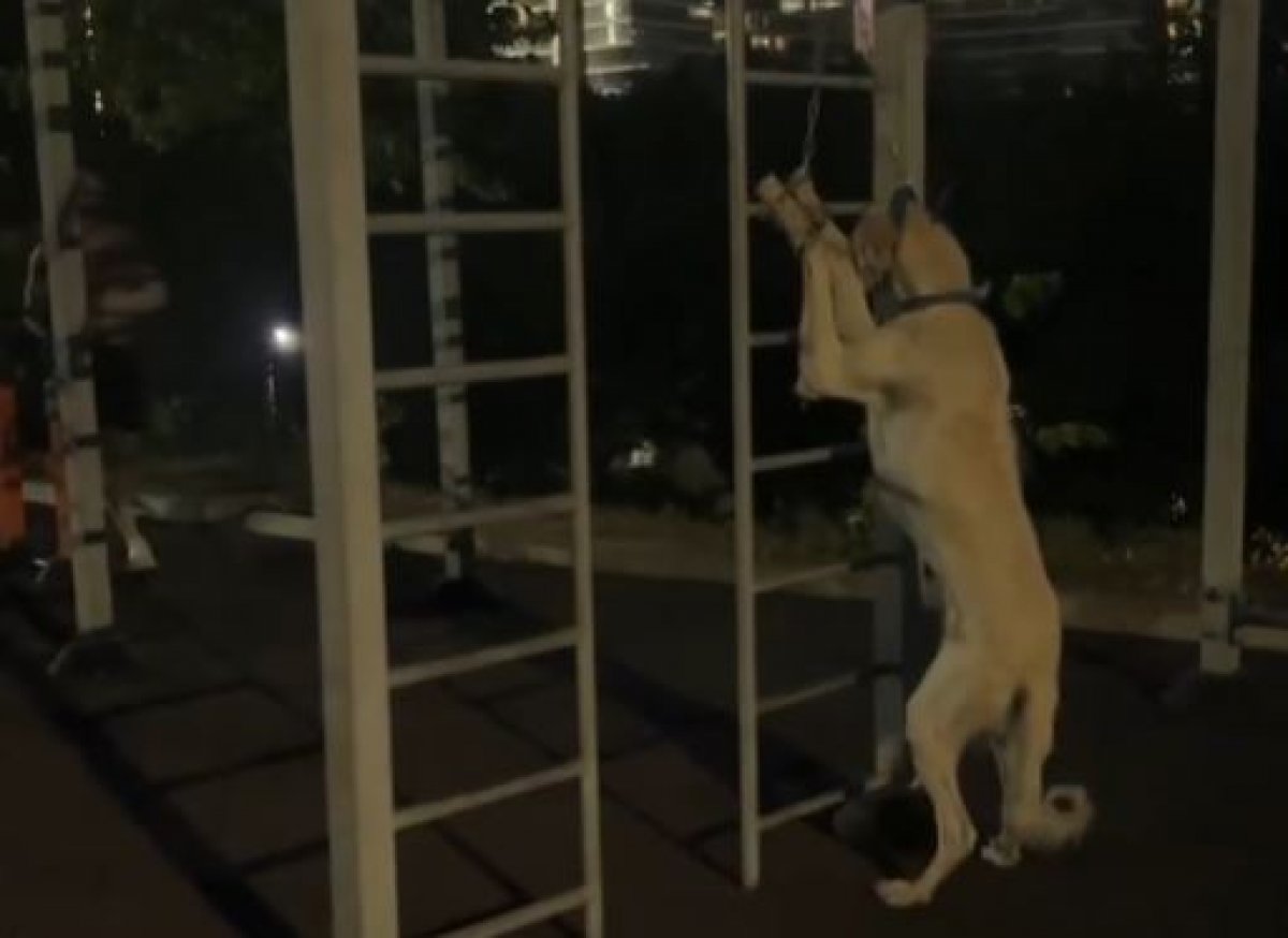 Мужчина подвесил собаку на турнике и ушел тренироваться в Алматы