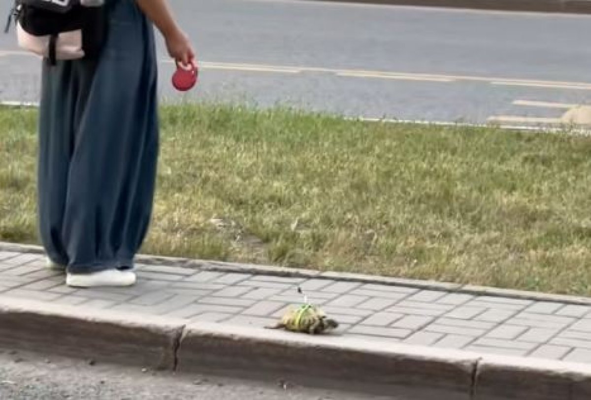 Черепаху на поводке заметили в Астане (ВИДЕО)