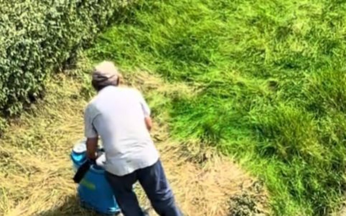 Траву красят в Алматы: объяснение от акимата