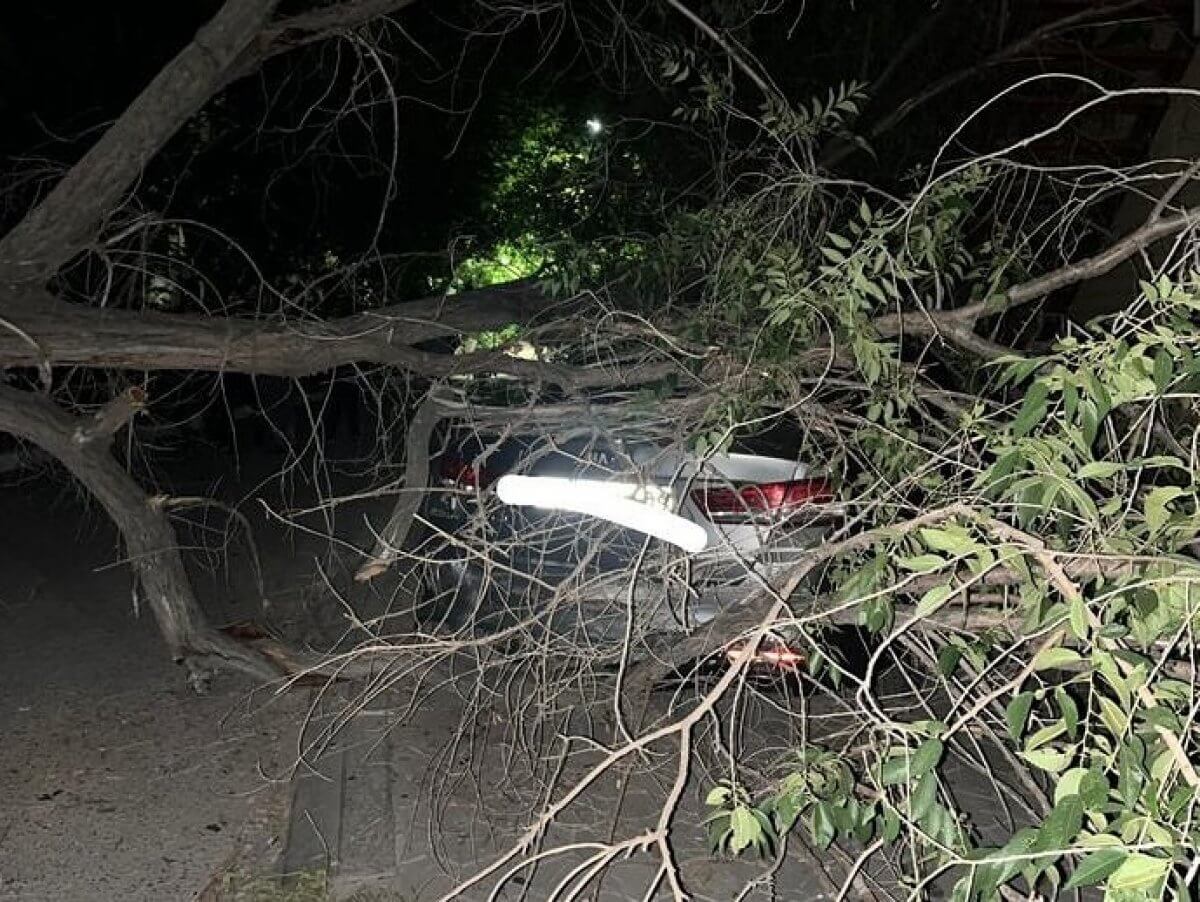 Дерево придавило автомобиль в Темиртау