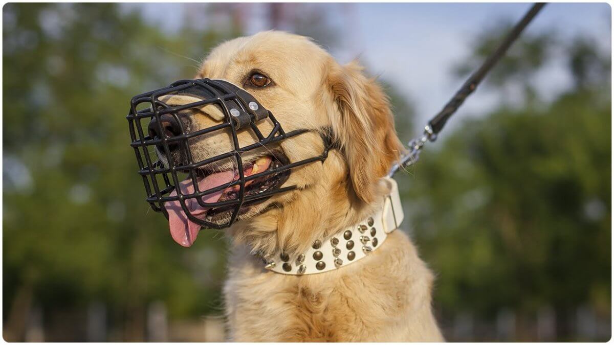 Водитель автобуса выгнал девушку с собакой в Алматы