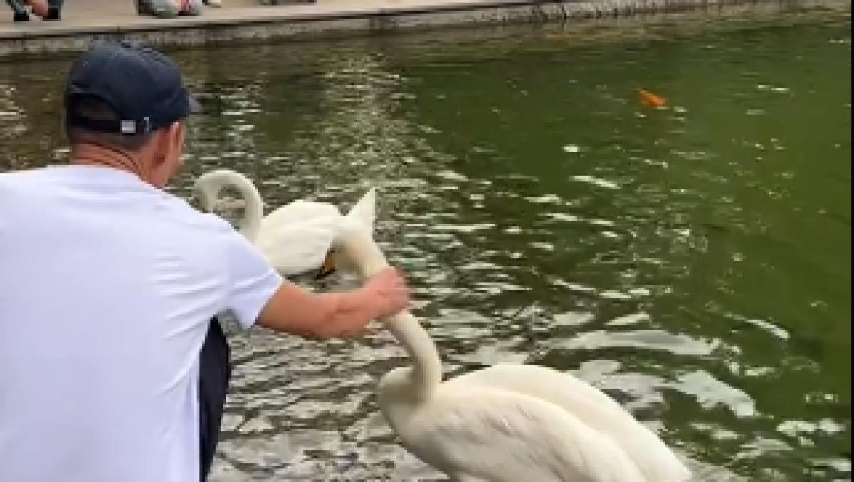 Алматинка пожаловалась на жестокое обращение с лебедями в Ботаническом саду