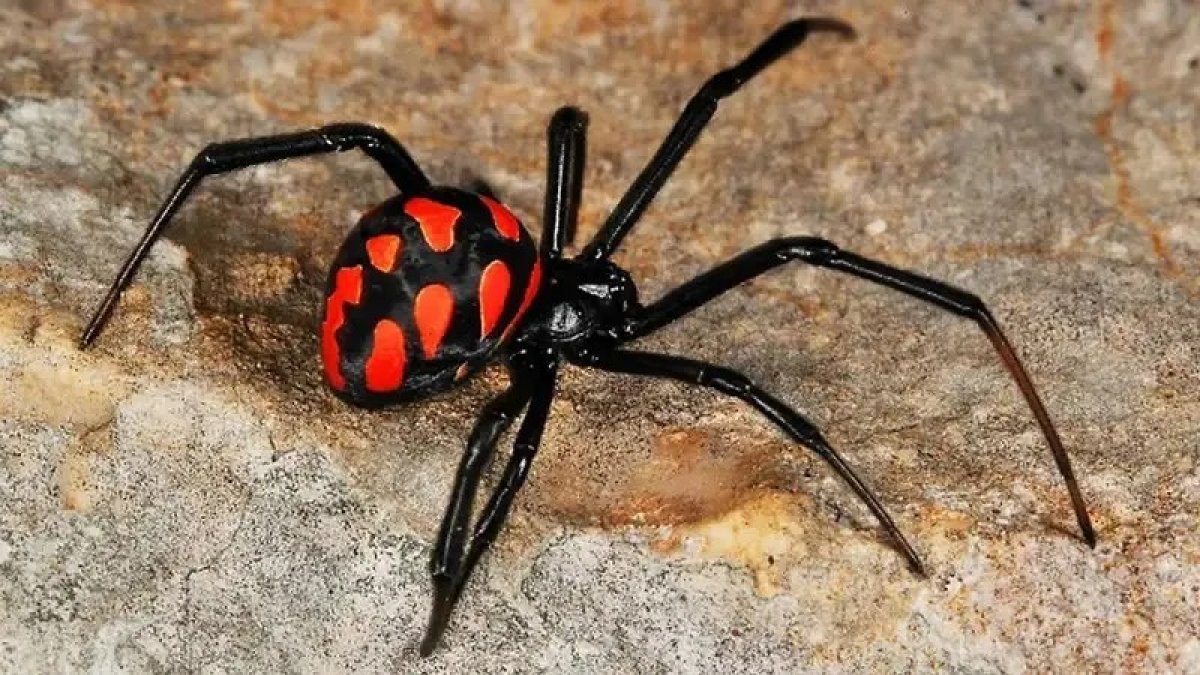 Каракуртов обнаружили в подъезде жители Актау