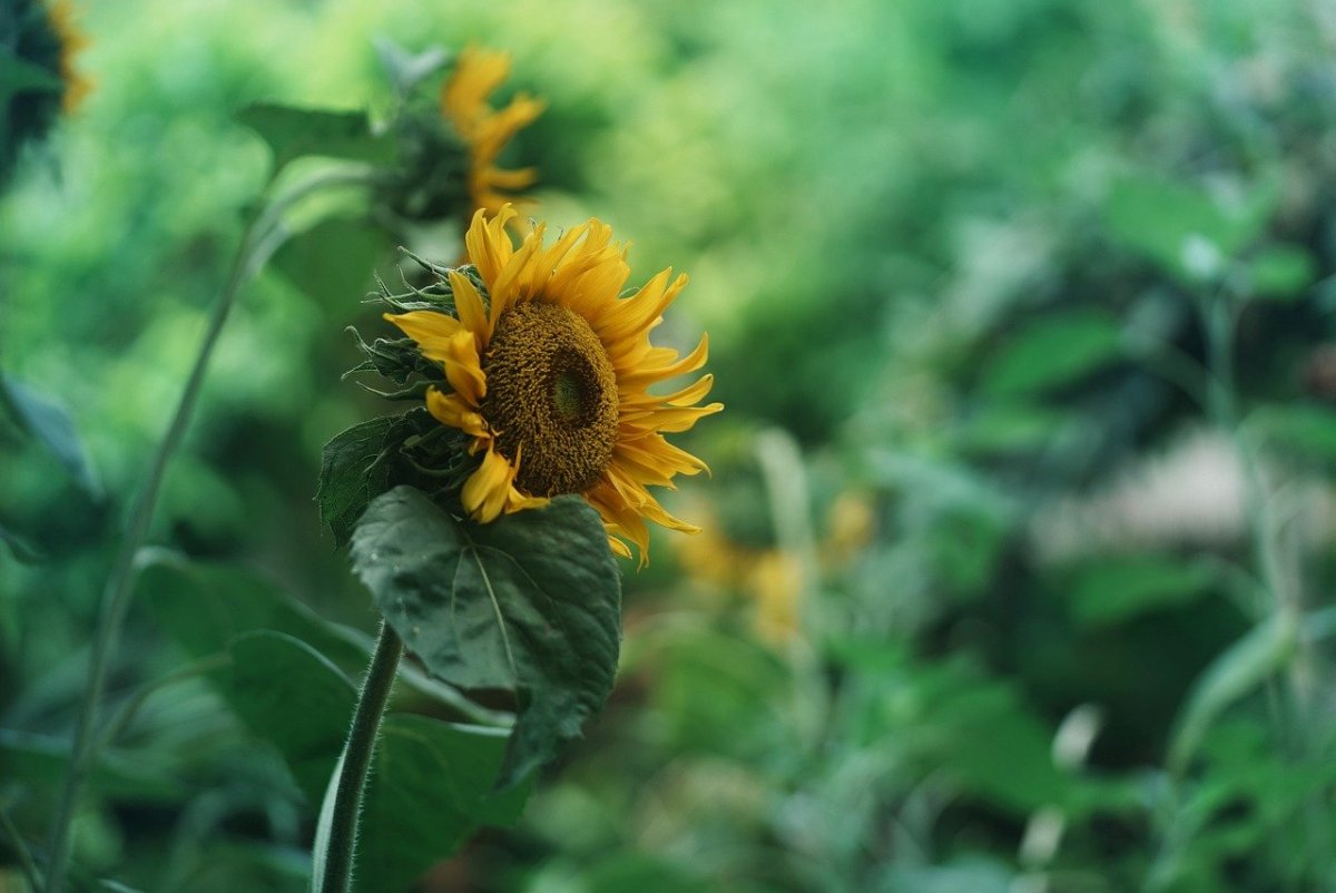 Без дождей и с жарой: засуха прогнозируется в ряде регионов Казахстана