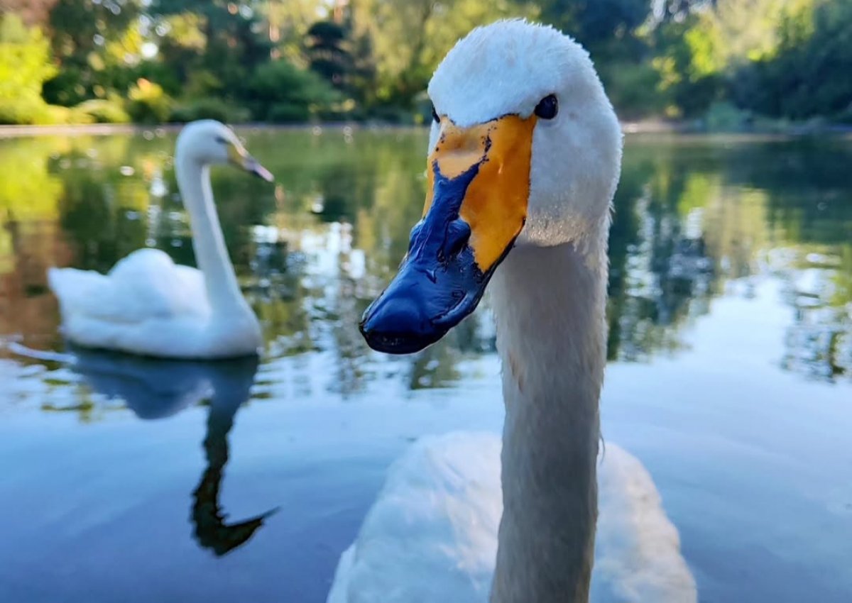 Мужчина сел в тюрьму за грубое обращение с лебедем в Ботаническом саду Алматы