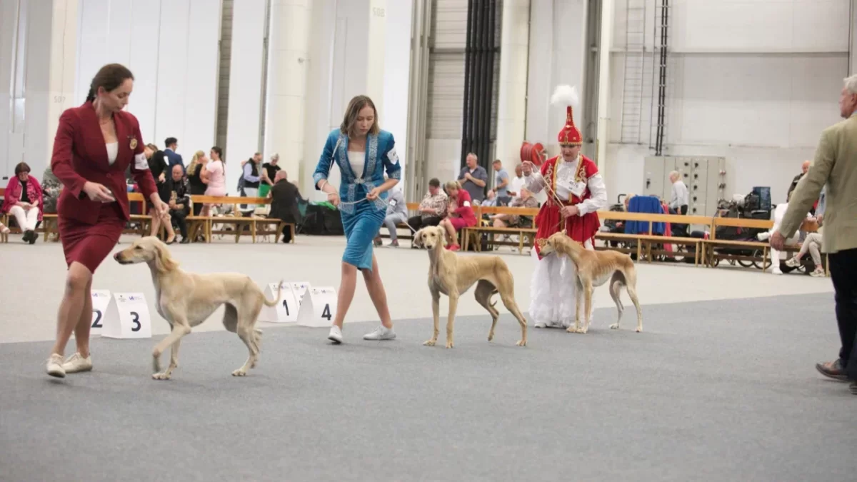 Президент РК поздравил Союз кинологов с успехом казахских тазы