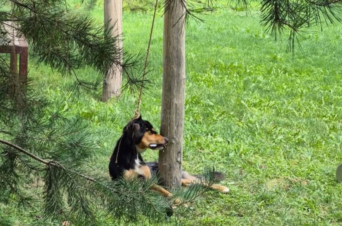 Повешенную собаку на базе отдыха нашли в Алматы