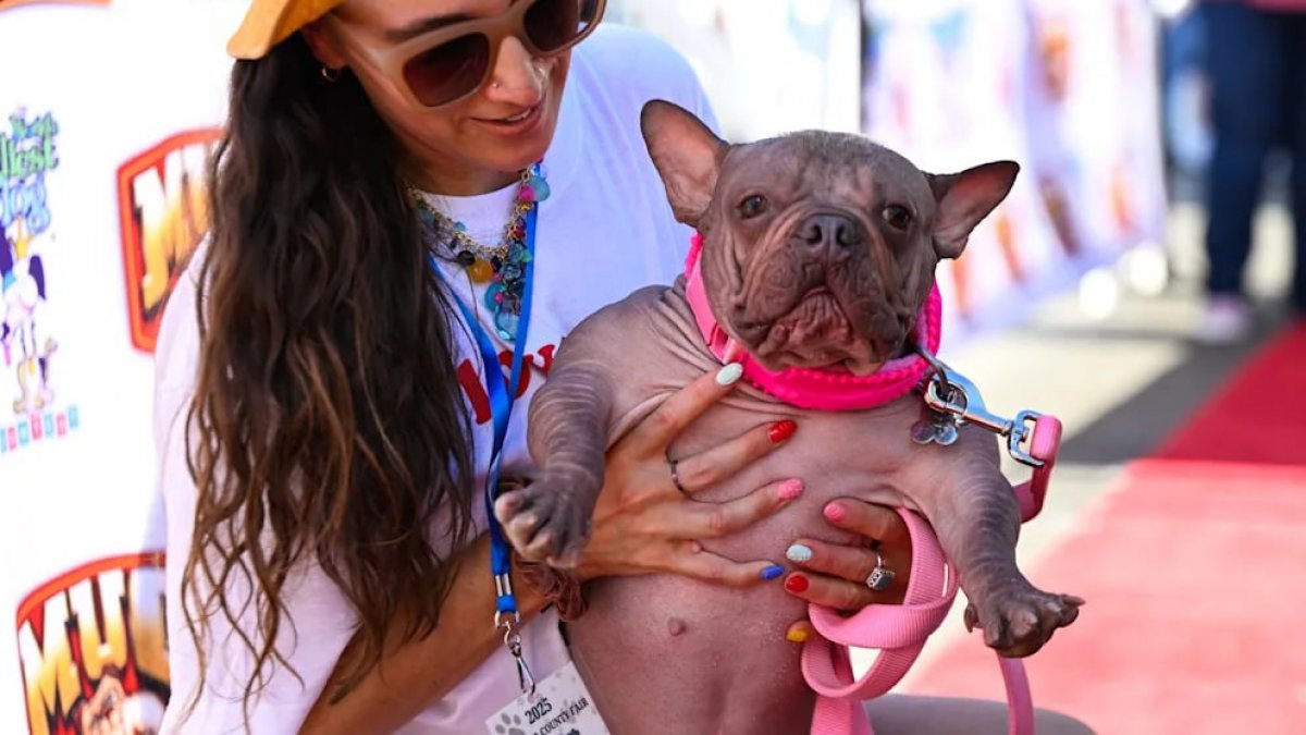 Самую уродливую собаку мира выбрали в США