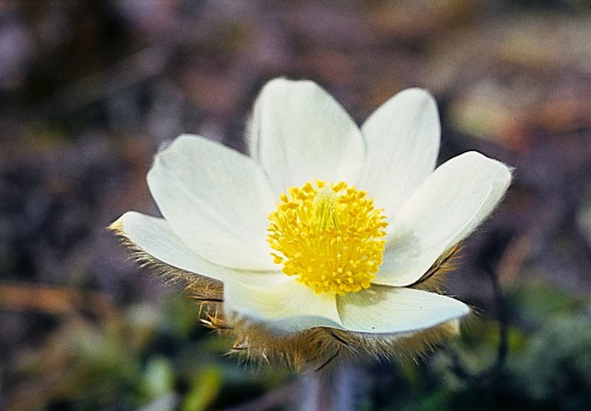 Весенний цветок из Красной книги расцвел в Бурабае