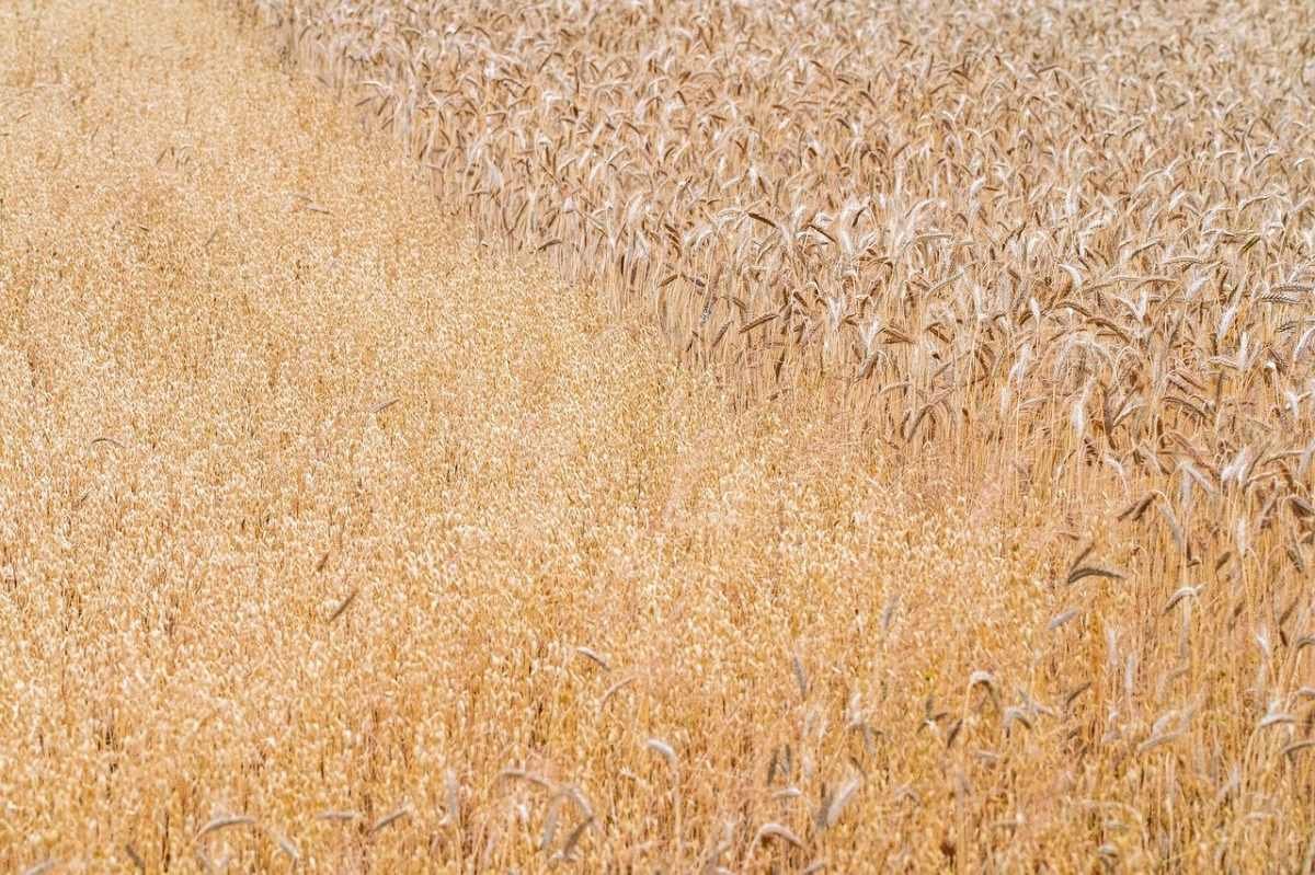 Почему аграрный рынок Казахстана привлекателен для инвесторов