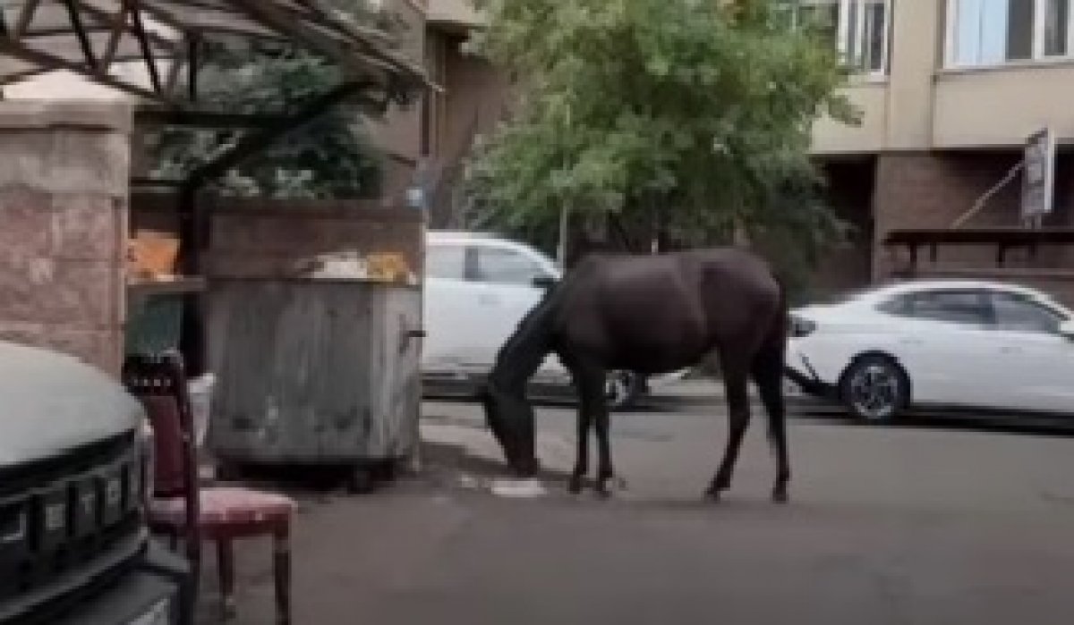 Лошадь съела арбуз во дворе ЖК в Алматы