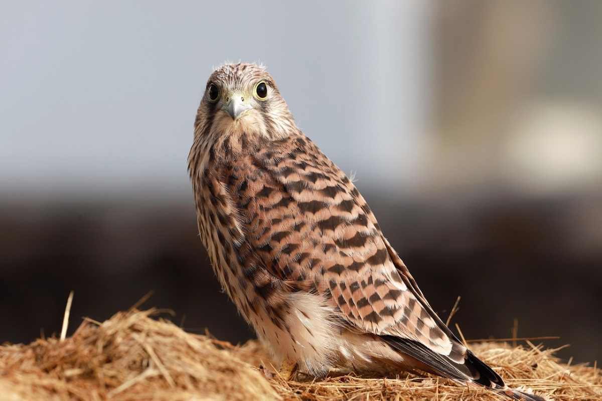 Сокола из Красной книги нашли в машине жителя ВКО