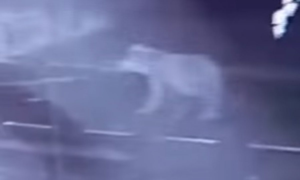 Возле акимата в ВКО был замечен медведь