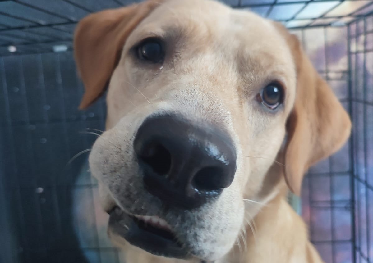 Собака спасла тонущую девочку ценой своей жизни в Актау