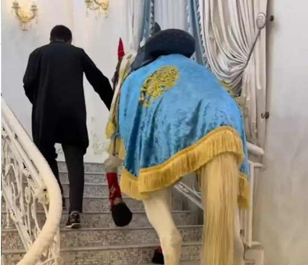 Конь на тое в Шымкенте возмутил казахстанцев