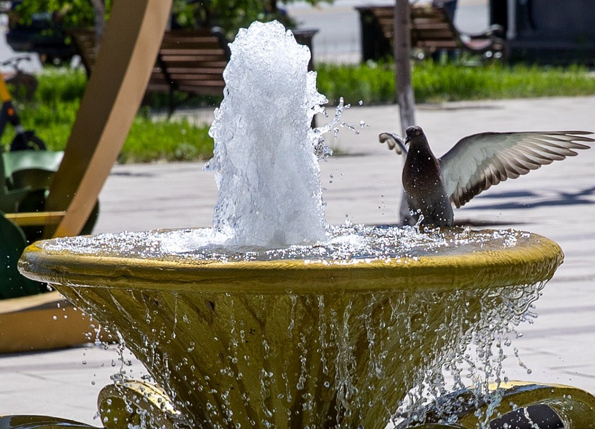 Жара до 36 градусов ожидается в Шымкенте