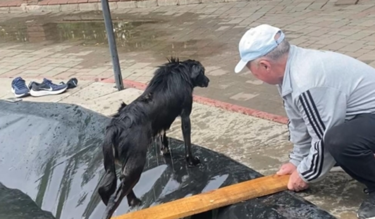 Мужчина нырнул в фонтан, чтобы спасти бродячую собаку в Актобе