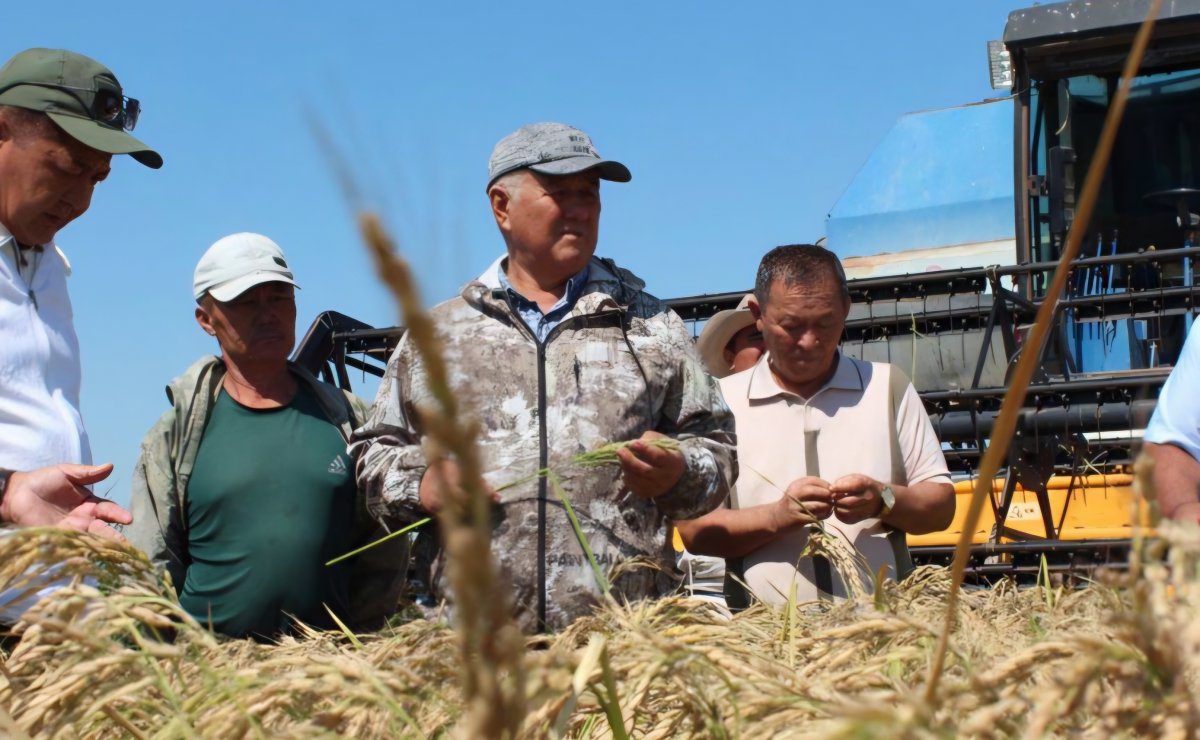 Новый сорт риса вывели в Казахстане