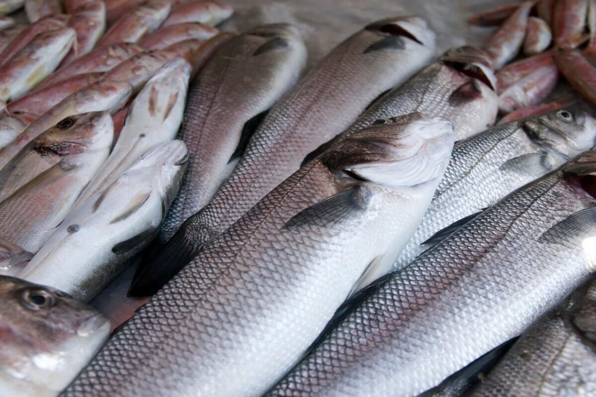 Рыбу на 80 млрд тенге незаконно вывезли в Европу из Жетысуской области