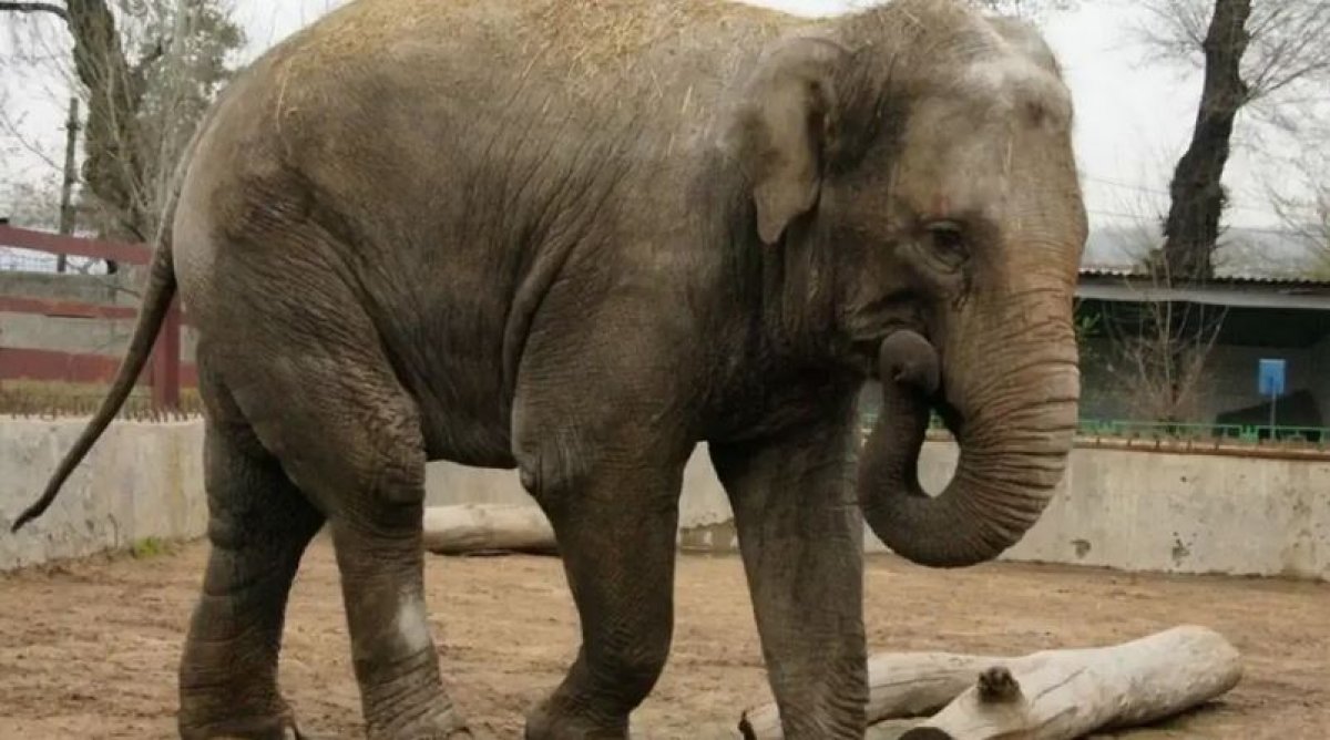 Исходы матчей предсказывает слониха в зоопарке Алматы