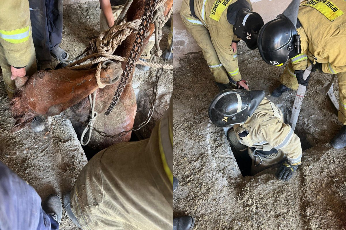 Лошадь вытащили из двухметрового погреба в Карагандинской области (ВИДЕО)
