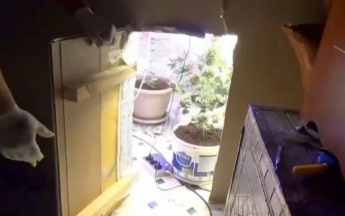 Потайную комнату с марихуаной и оружием нашли в Кандыагаше (ВИДЕО)