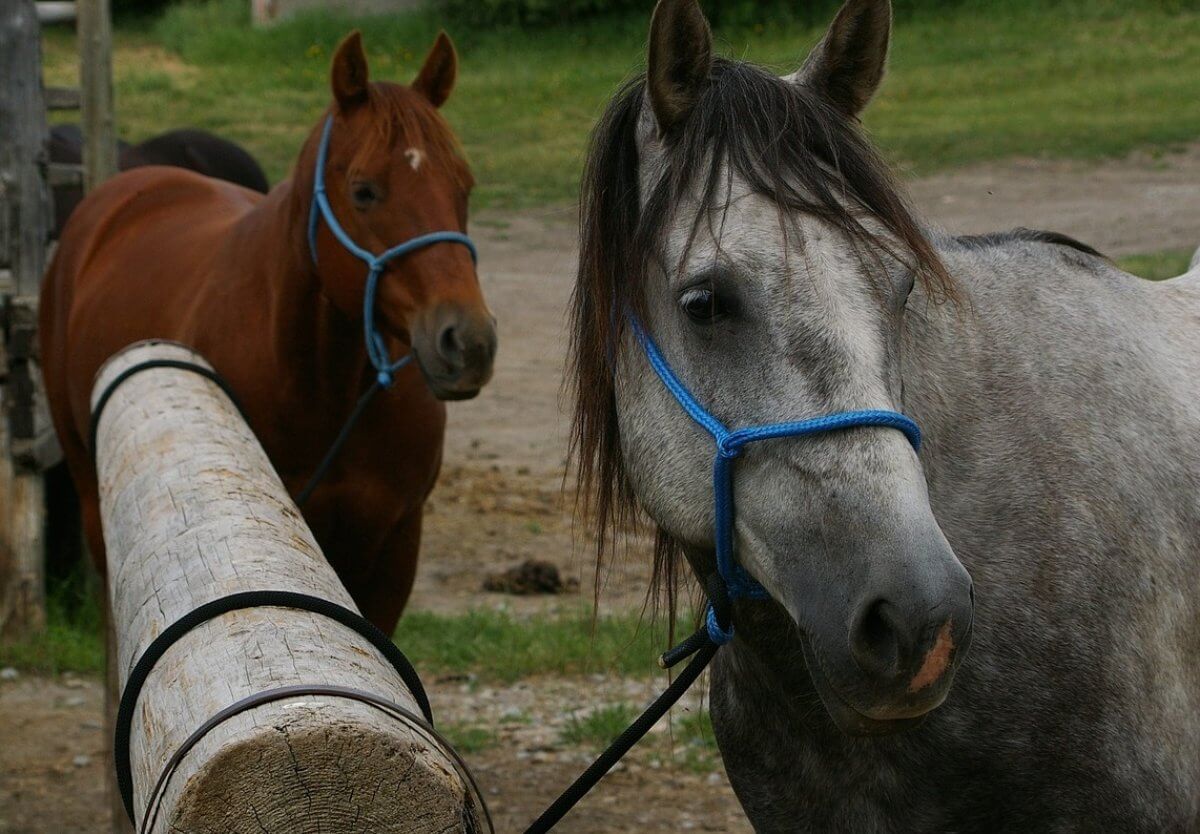 Мужчина заработал на продаже лошадей почти 6 миллионов тенге: его ищет полиция