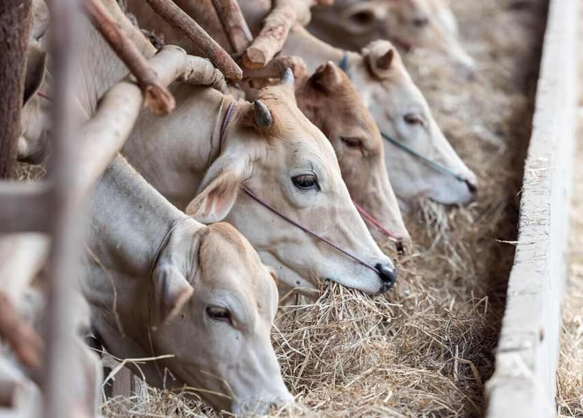 Послание-2024: животноводство формирует около 40% валовой продукции АПК