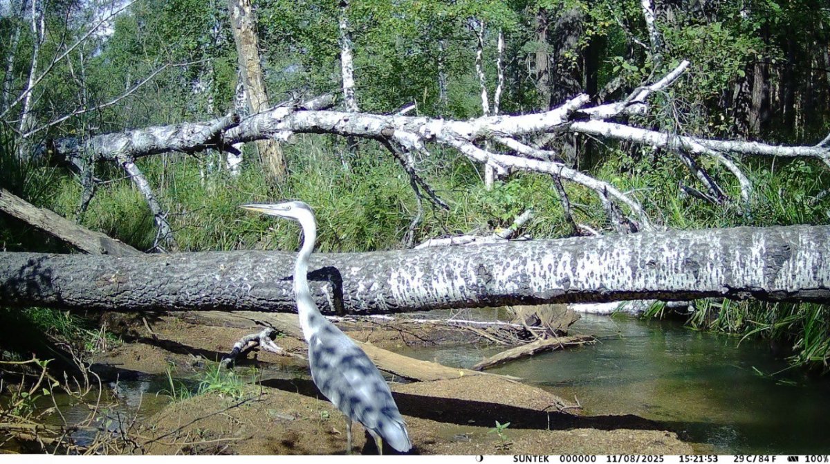Серую цаплю зафиксировала фотоловушка в Бурабае