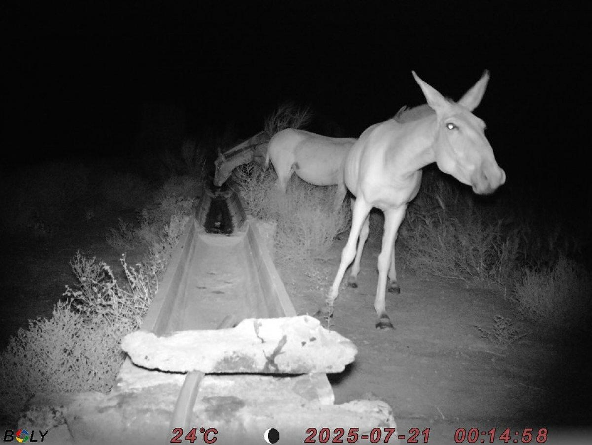 Краснокнижных куланов засняли фотоловушки в Балхаше