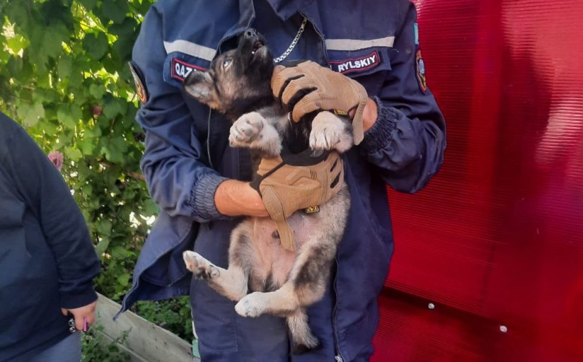 Собака застряла под капотом авто в Усть-Каменогорске (ВИДЕО)
