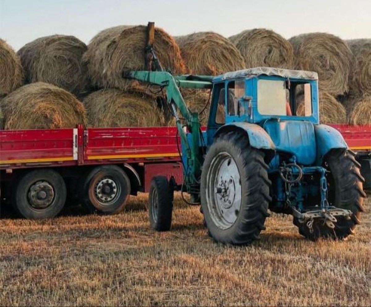 В Казахстане заготовлено 27,6 млн тонн кормов