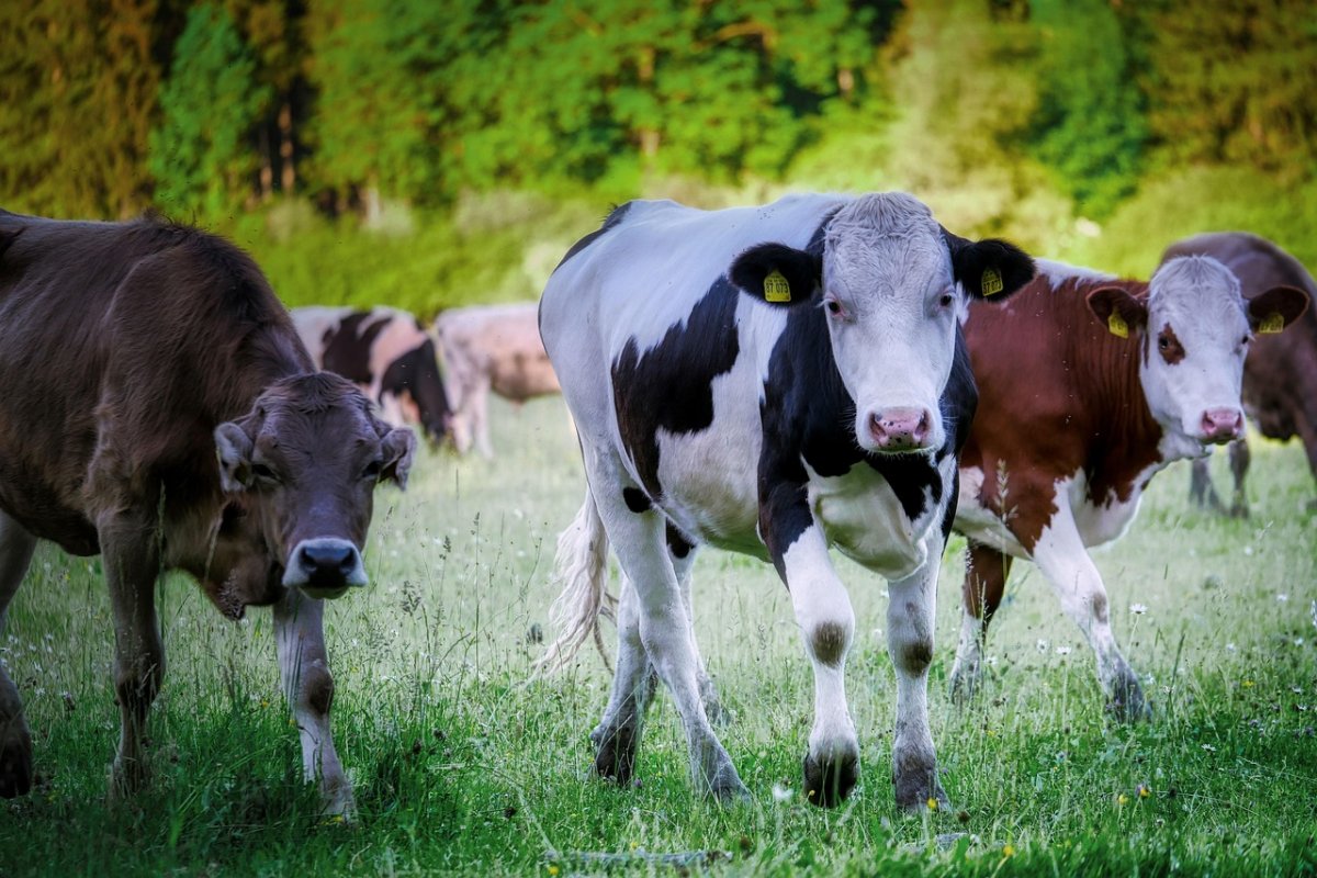 Мужчину насмерть затоптали коровы