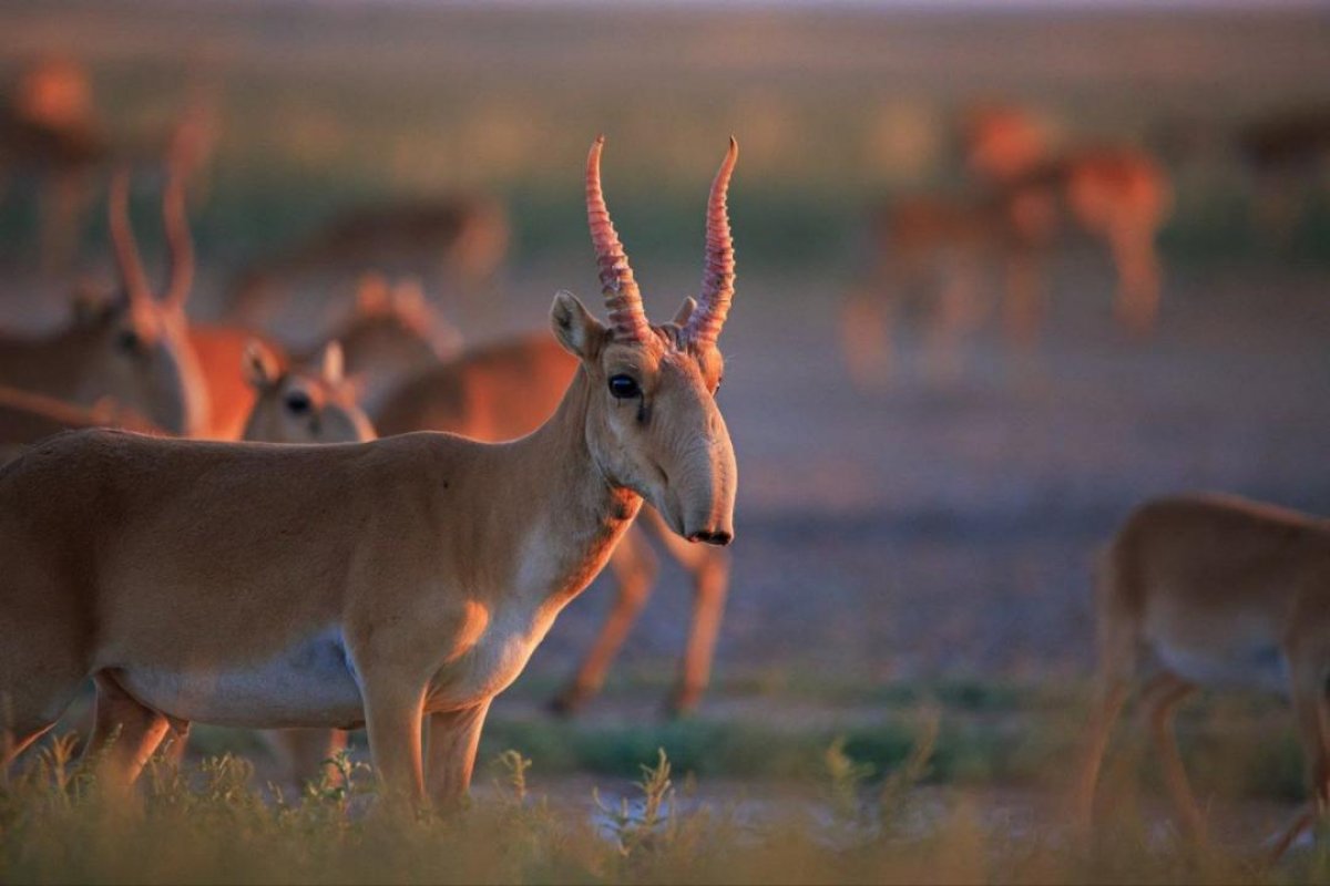 Информацию о тушах сайгаков в Костанайской области прокомментировали в Минэкологии