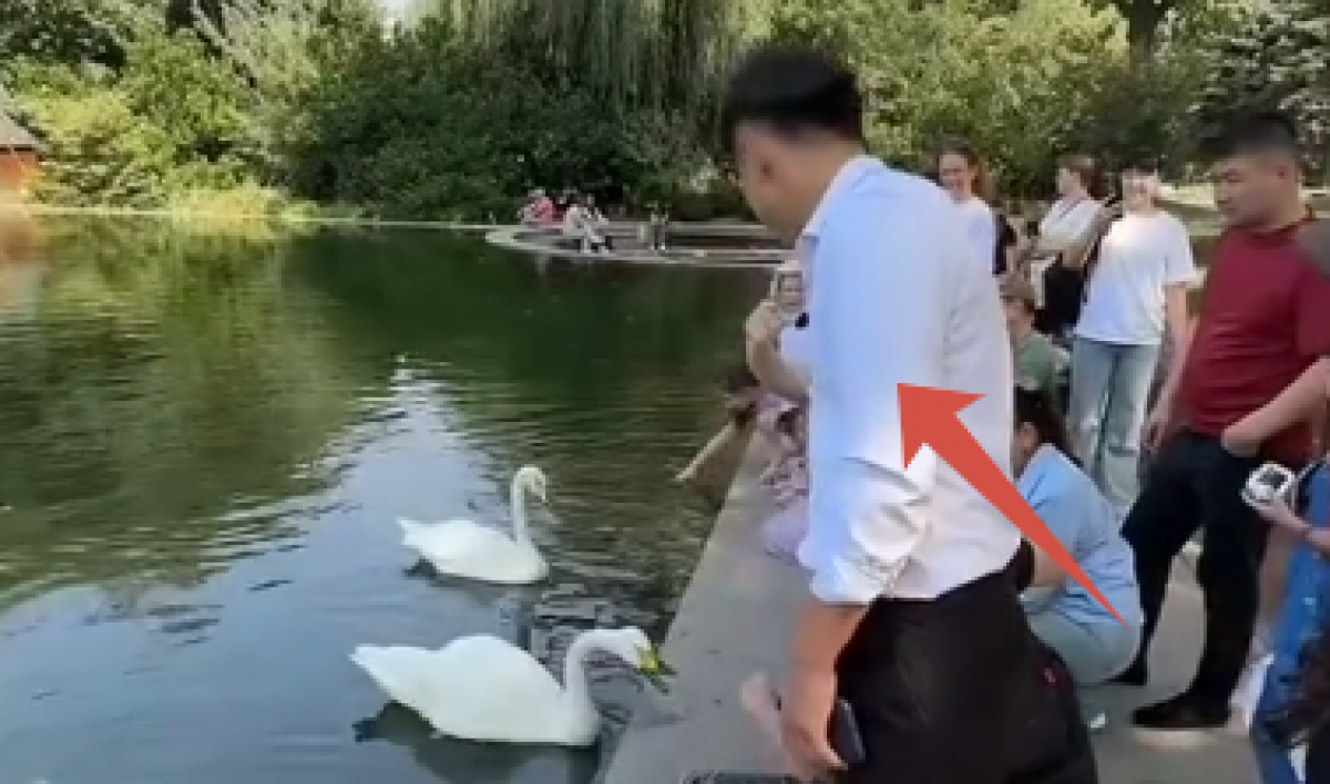 Алматинские лебеди получили личную охрану