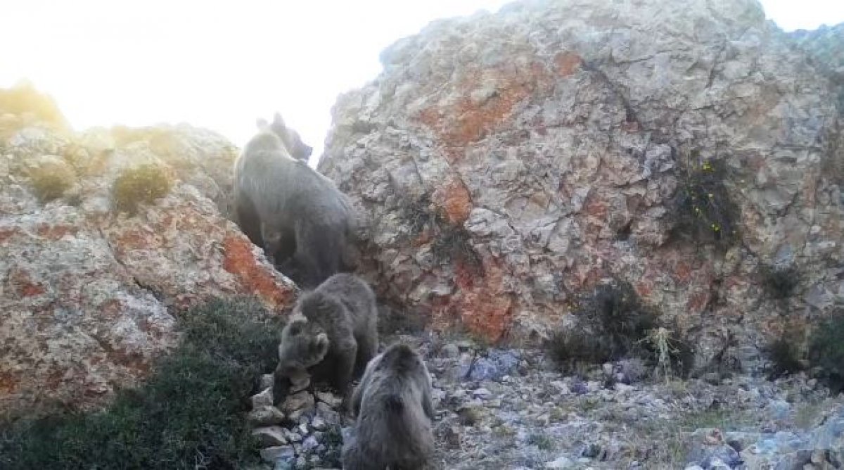 В фотоловушки попали редкие животные, занесенные в Красную книгу Казахстана (ВИДЕО)
