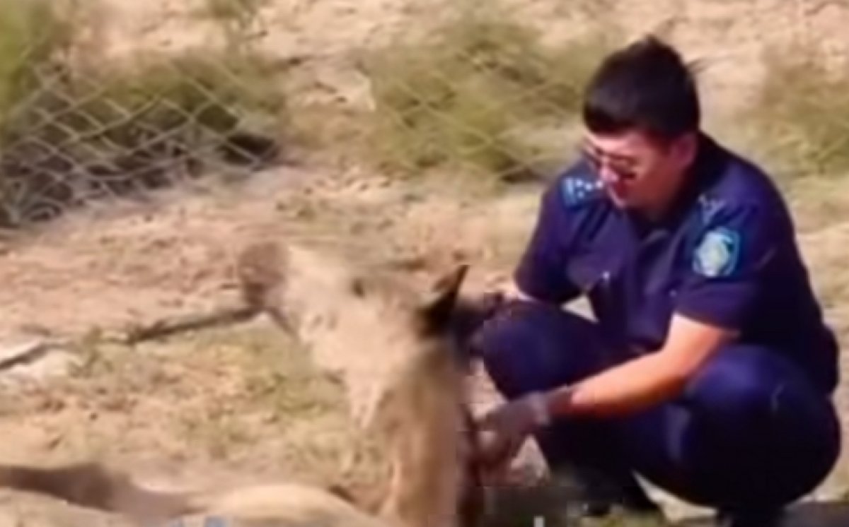 Патрульный помог ослабевшему жеребенку в Атырауской области