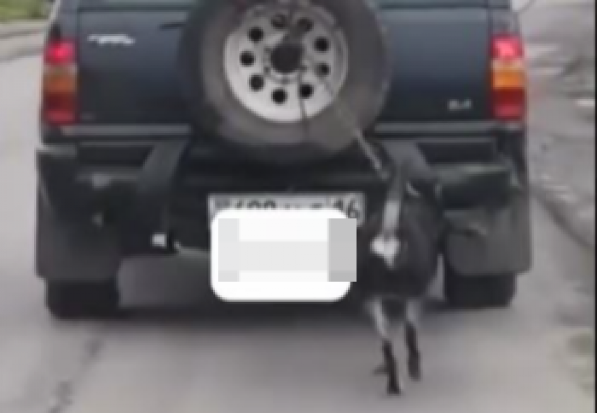 Хозяин привязал собаку к движущемуся автомобилю в ВКО