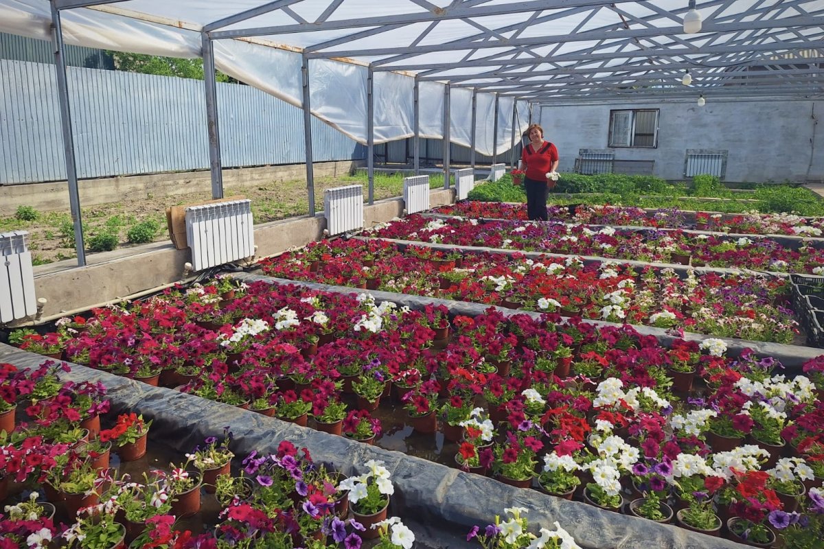 Десятки видов цветов выращивают предприниматели Шелека благодаря поддержке партии AMANAT