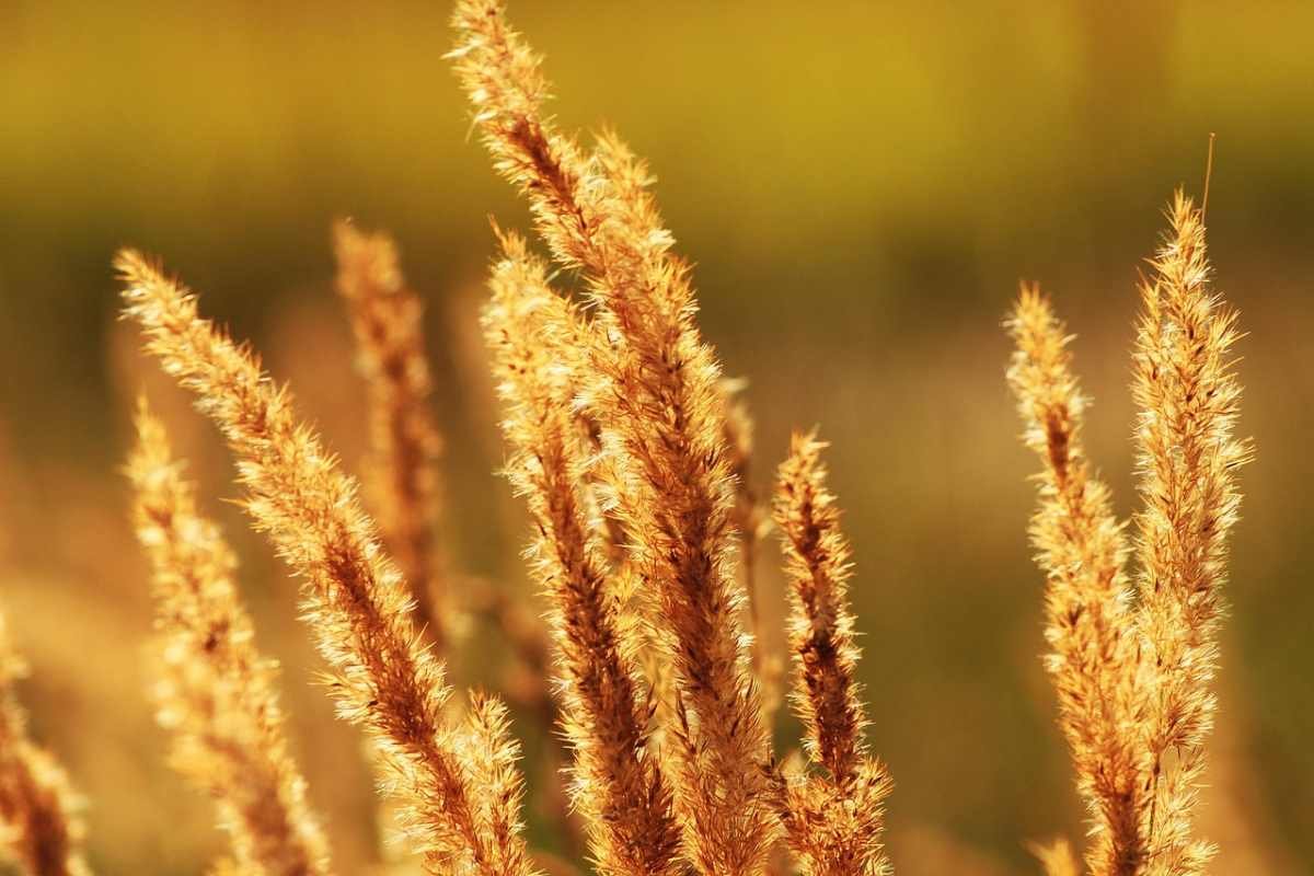 Жаркая погода до 32 градусов сохранится в Шымкенте