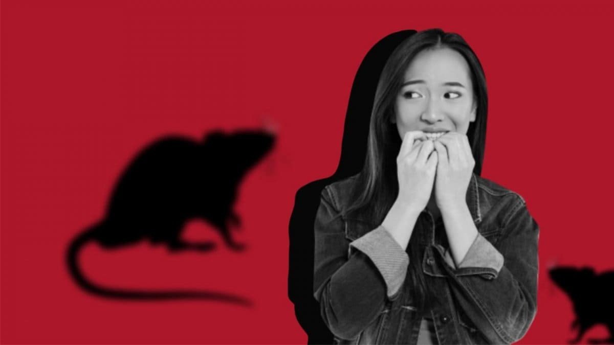 Алматинцев готовят к масштабной войне с крысами